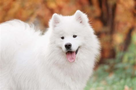 These are intelligent dogs, with a touch of independence. . Samoyed reps